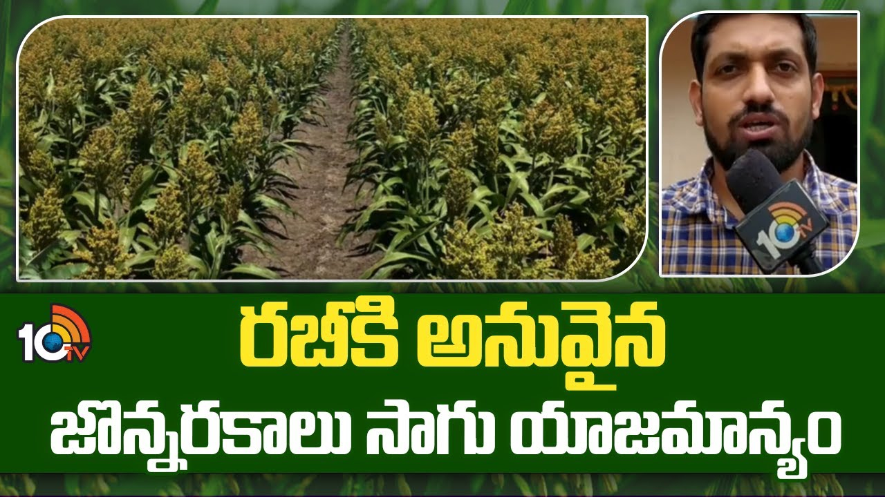 Sorghum Seeds : రబీకి అనువైన జొన్న రకాలు – మేలైన యాజమాన్యం పాటిస్తే అధిక దిగుబడులు Sorghum Seeds : రబీకి అనువైన జొన్న రకాలు – మేలైన యాజమాన్యం పాటిస్తే అధిక దిగుబడులు