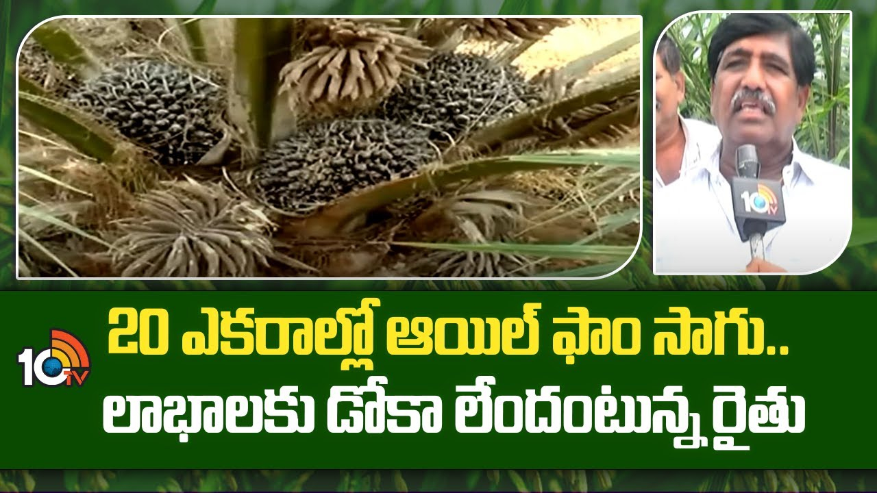 Oil Palm Cultivation : 20 ఎకరాల్లో ఆయిల్ ఫాం సాగు.. లాభాలకు ఢోకా లేందంటున్న రైతు Oil Palm Cultivation : 20 ఎకరాల్లో ఆయిల్ ఫాం సాగు.. లాభాలకు ఢోకా లేందంటున్న రైతు