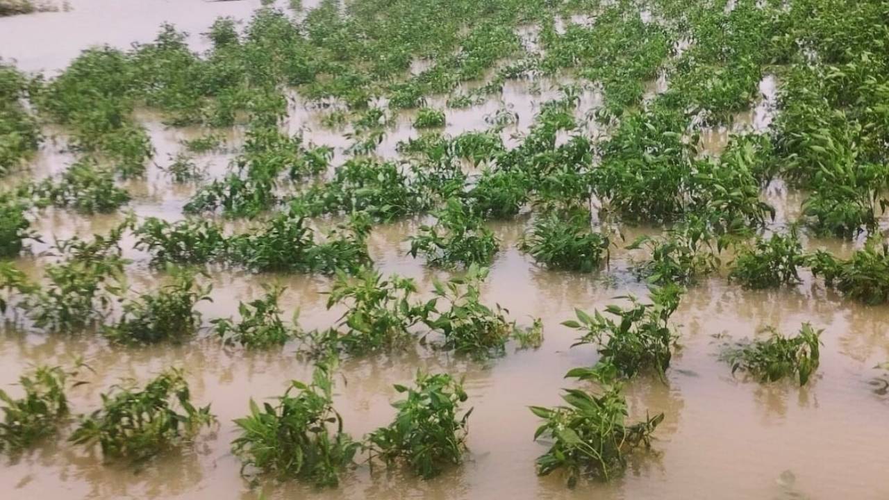 AP Rains 