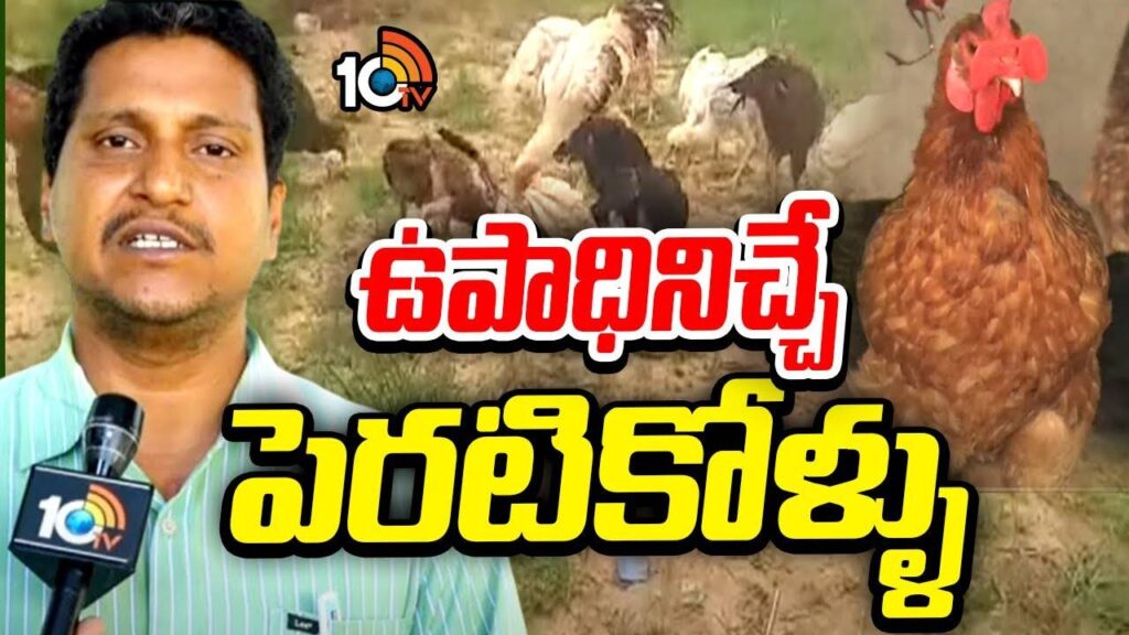 Backyard Poultry Farming