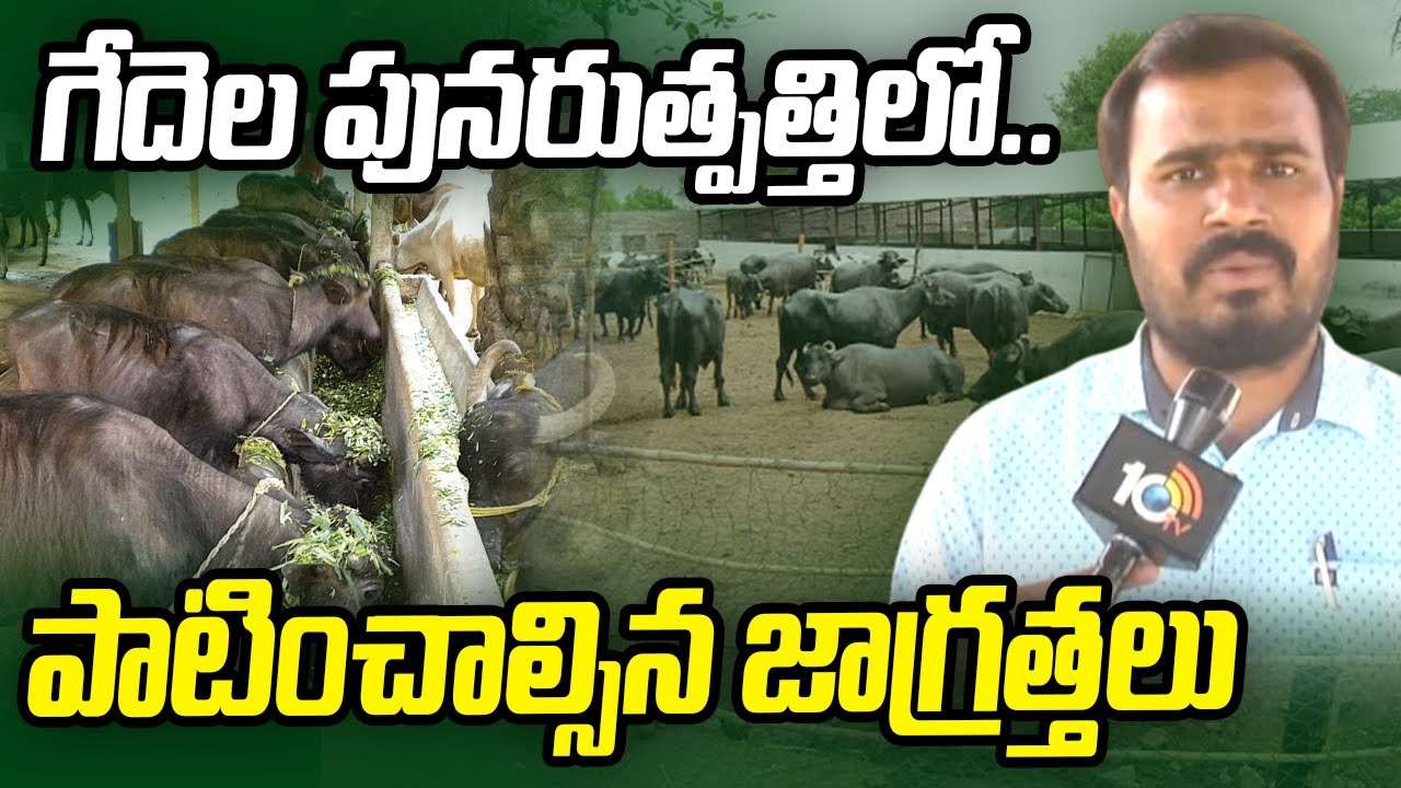 Buffalo Reproduction : వాణిజ్య స్థాయిలో విస్తరించిన పాడి పరిశ్రమ.. పునరుత్పత్తిలో పాటించాల్సిన యాజమాన్యం Buffalo Reproduction : వాణిజ్య స్థాయిలో విస్తరించిన పాడి పరిశ్రమ.. పునరుత్పత్తిలో పాటించాల్సిన యాజమాన్యం