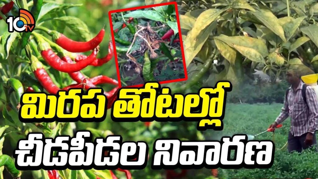 Chilli Cultivation