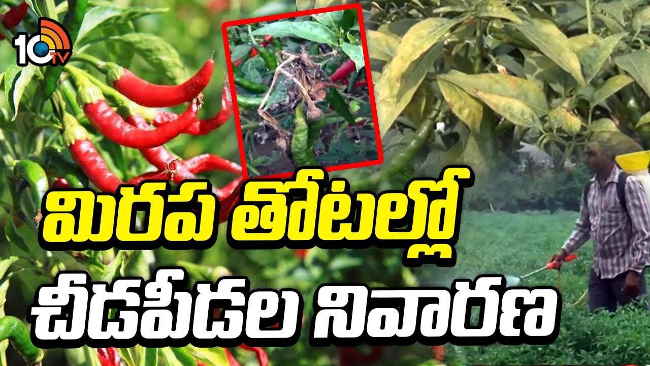 Chilli Pests Cultivation : వాతావరణ మార్పులతో మిరపలో చీడపీడల ఉధృతి.. నివారణకు సమగ్ర సస్యరక్షణ చర్యలు Chilli Pests Cultivation : వాతావరణ మార్పులతో మిరపలో చీడపీడల ఉధృతి.. నివారణకు సమగ్ర సస్యరక్షణ చర్యలు