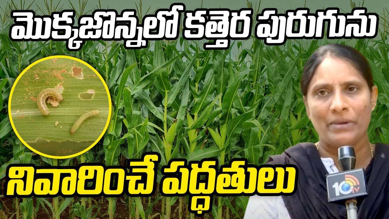 Maize Crop : మొక్కజొన్నలో కత్తెర పురుగును నివారించే పద్ధతులు Maize Crop : మొక్కజొన్నలో కత్తెర పురుగును నివారించే పద్ధతులు