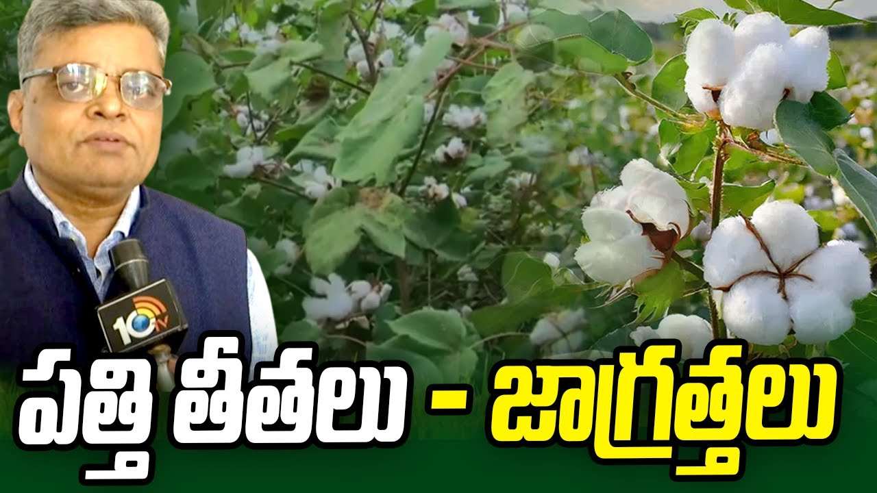 Cotton Harvesting : తెలుగు రాష్ట్రల్లో మొదలైన పత్తి తీత పనులు – అధిక ధర రావాలంటే తీతలు, నిల్వలో జాగ్రత్తలు Cotton Harvesting : తెలుగు రాష్ట్రల్లో మొదలైన పత్తి తీత పనులు – అధిక ధర రావాలంటే తీతలు, నిల్వలో జాగ్రత్తలు