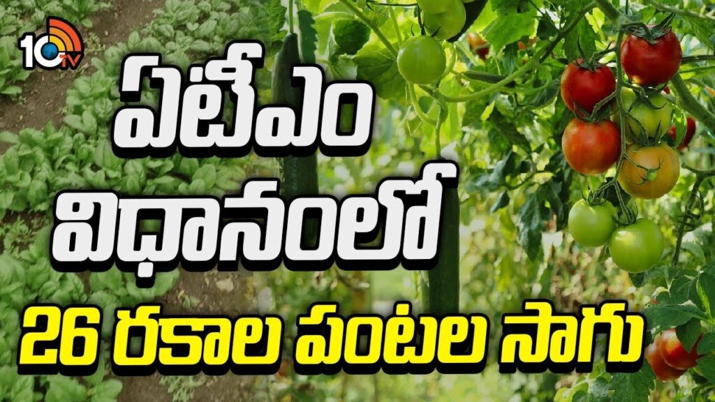 Cultivation Of 26 Types Of Crops In ATM System