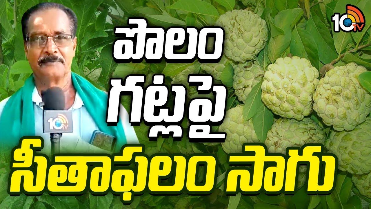 Custard Apple Cultivation : పొలం గట్లపై సీతాఫలం సాగు Custard Apple Cultivation : పొలం గట్లపై సీతాఫలం సాగు