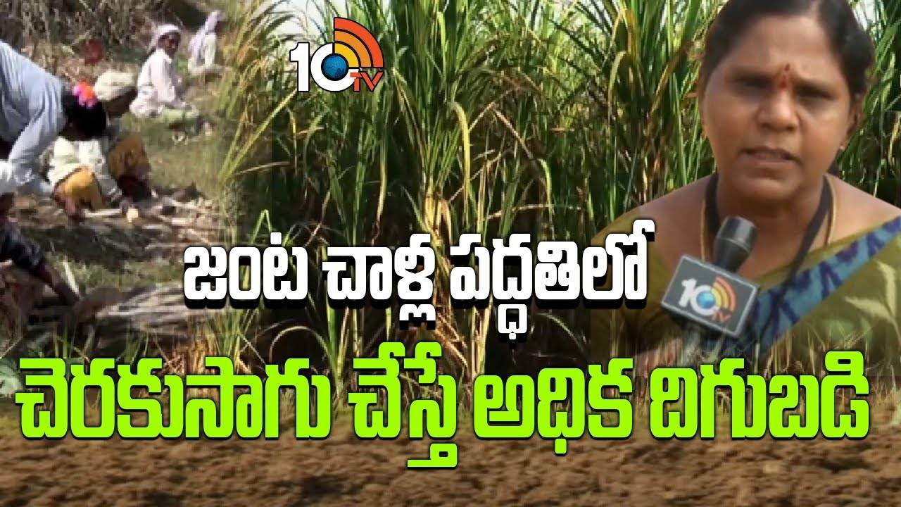 Sugarcane Cultivation : జంట చాళ్ల పద్ధతిలో చెరకుసాగు చేస్తే అధిక దిగుబడి Sugarcane Cultivation : జంట చాళ్ల పద్ధతిలో చెరకుసాగు చేస్తే అధిక దిగుబడి