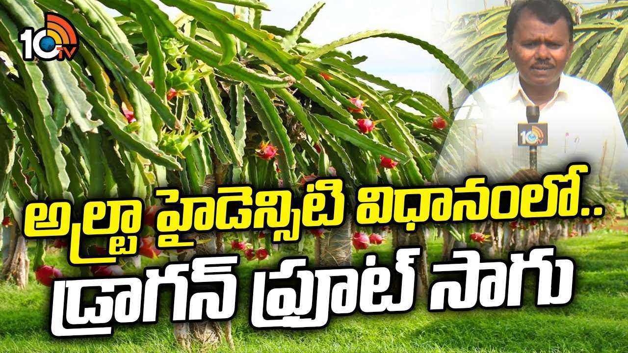 Dragon Fruit Cultivation : అల్ట్రా హైడెన్సిటీ విధానంలో  డ్రాగన్ ఫ్రూట్ సాగు – మూడేళ్లకే పెట్టుబడి చేతికి అంటున్న రైతు