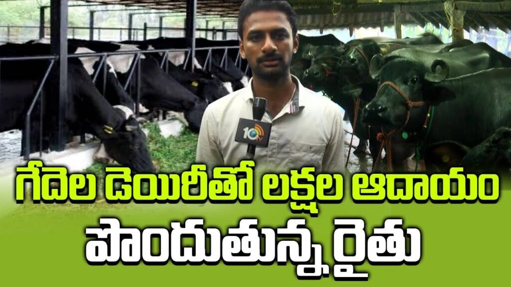 Farmer Earning Profits from Buffalo Dairy Farming
