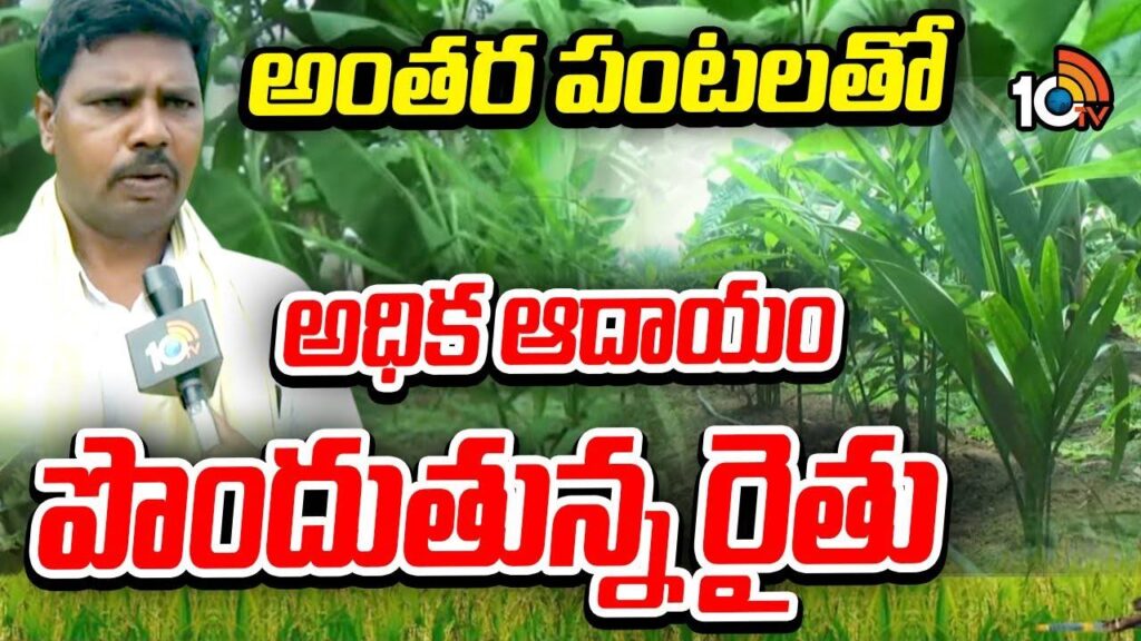 Farmer Earns High Income From Inter Cropping