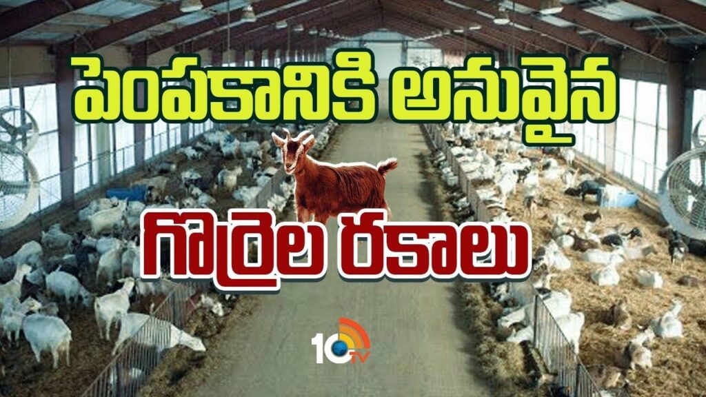 Goat And Sheep Farming Methods