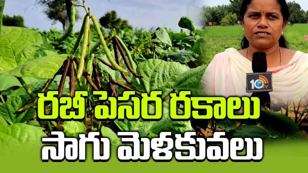 Green Gram Varieties Suitable for Rabi