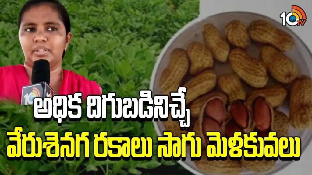 High Yielding Groundnut Varieties
