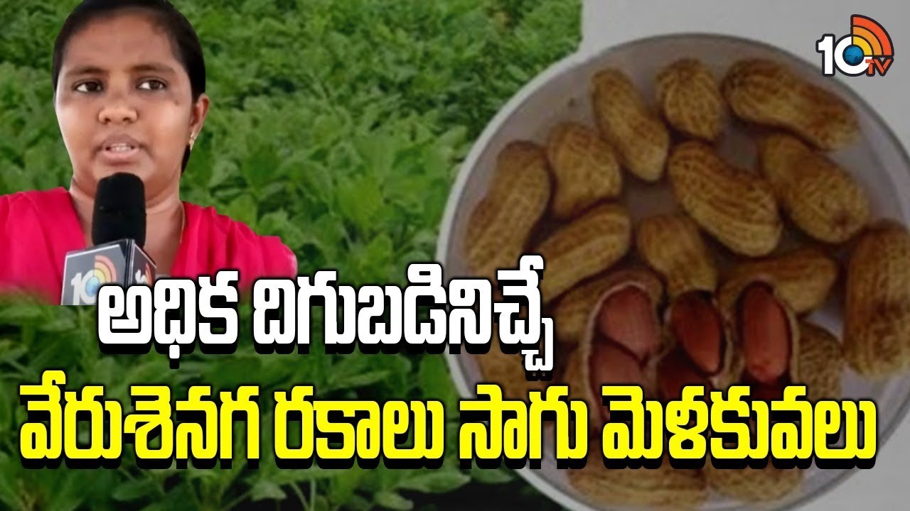 Groundnut Varieties : అధిక దిగుబడినిచ్చే వేరుశెనగ రకాలు సాగు, మెళకువలు Groundnut Varieties : అధిక దిగుబడినిచ్చే వేరుశెనగ రకాలు సాగు, మెళకువలు