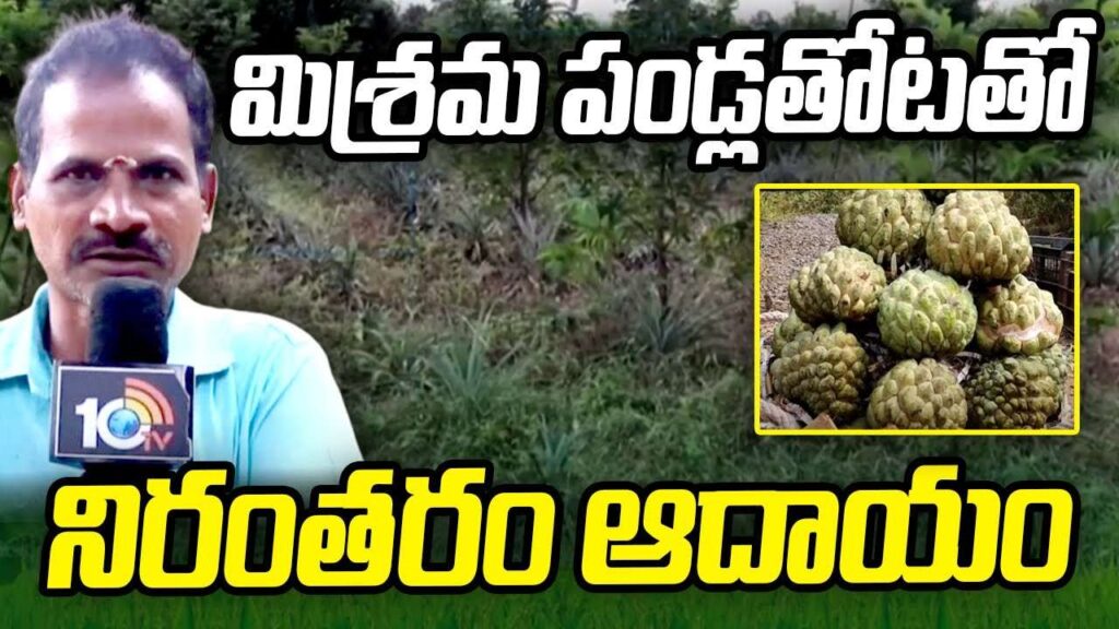 Huge Income Gains With Mixed Fruits Cultivation