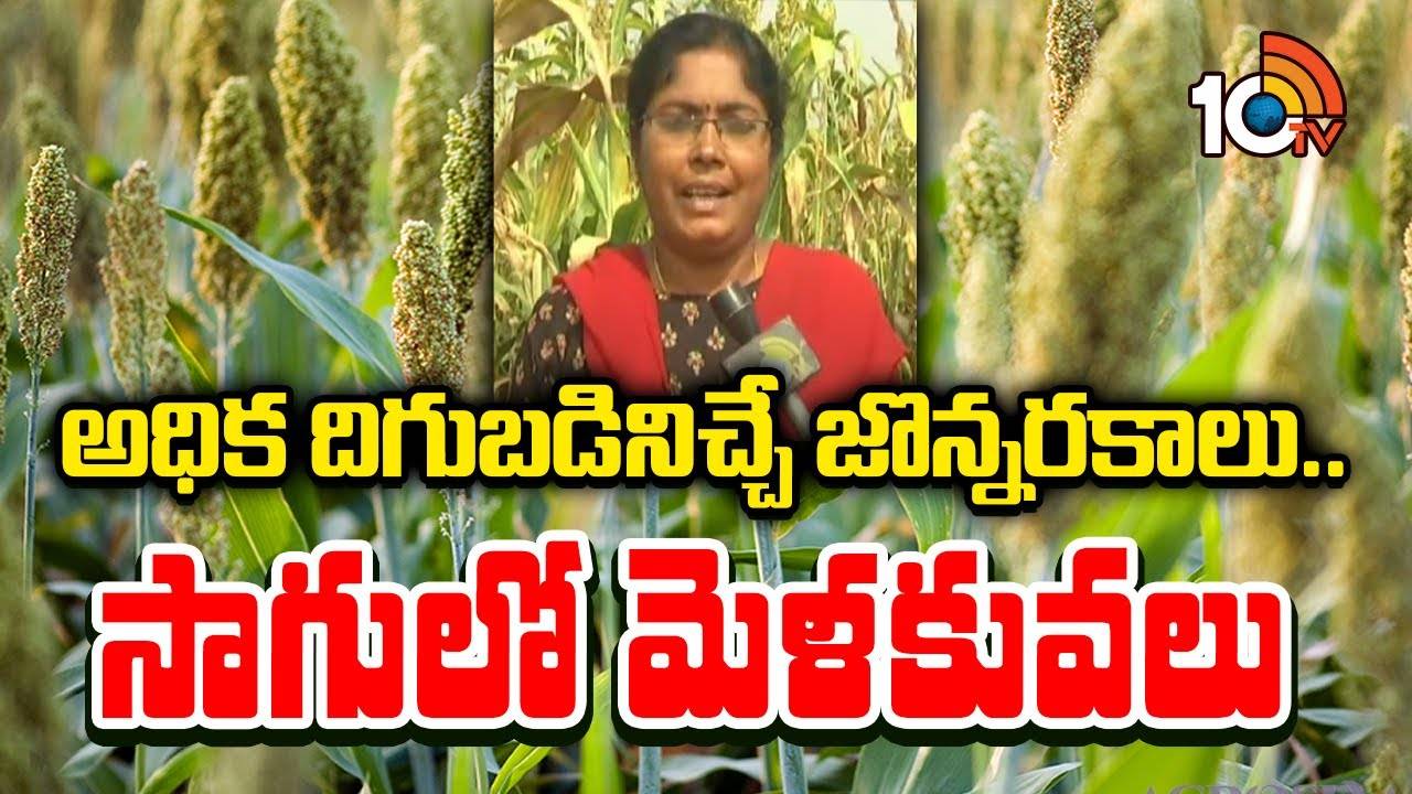 Jowar Cultivation : అధిక దిగుబడినిచ్చే జొన్నరకాలు.. సాగులో మెళకువలు Jowar Cultivation : అధిక దిగుబడినిచ్చే జొన్నరకాలు.. సాగులో మెళకువలు