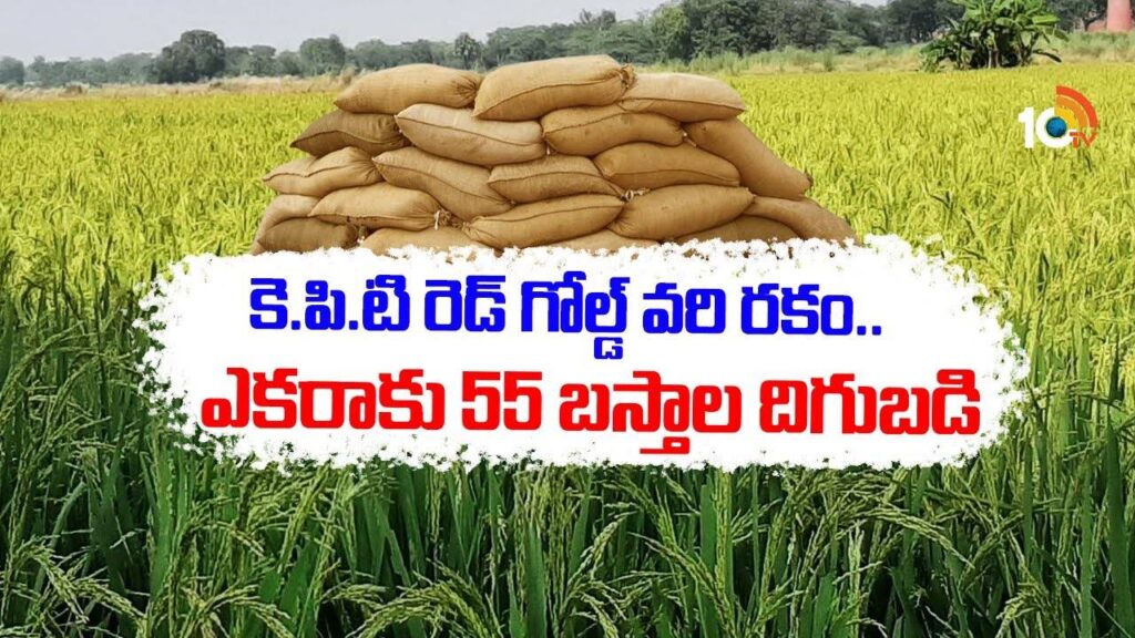 KPT Gold Paddy Seeds