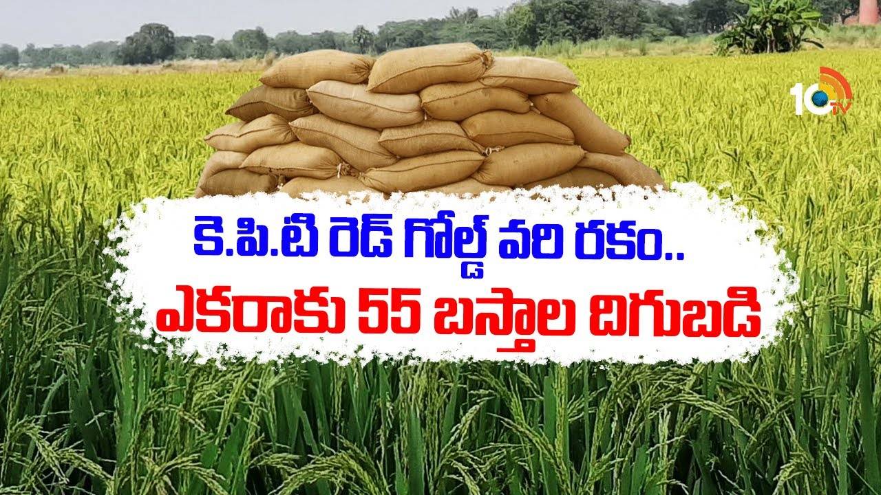 Gold Paddy Seeds : కె.పి.టి రెడ్ గోల్డ్ వరి రకం.. ఎకరాకు 55 బస్తాల దిగుబడి Gold Paddy Seeds : కె.పి.టి రెడ్ గోల్డ్ వరి రకం.. ఎకరాకు 55 బస్తాల దిగుబడి