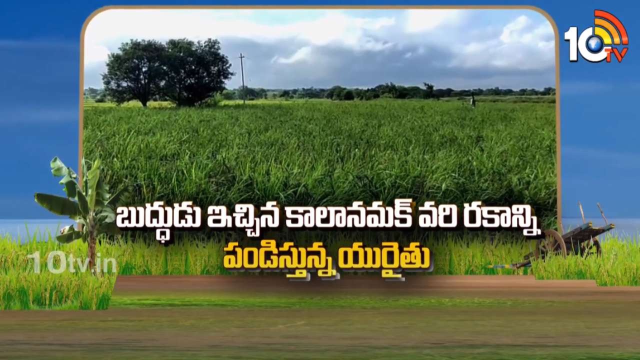 Kalanamak Rice Variety : బుద్దుడు ఇచ్చిన కాలానమక్ వరి రకాన్ని పండిస్తున్న యువరైతు Kalanamak Rice Variety : బుద్దుడు ఇచ్చిన కాలానమక్ వరి రకాన్ని పండిస్తున్న యువరైతు