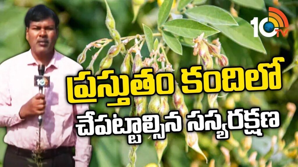 Kandi Cultivation