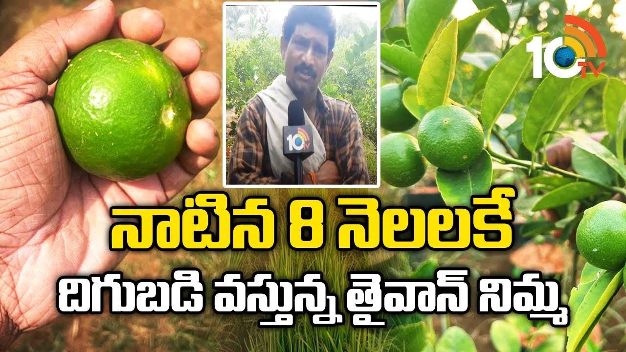 Taiwan Lemon : నాటిన 8 నెలలకే దిగుబడి వస్తున్న తైవాన్ నిమ్మ Taiwan Lemon : నాటిన 8 నెలలకే దిగుబడి వస్తున్న తైవాన్ నిమ్మ