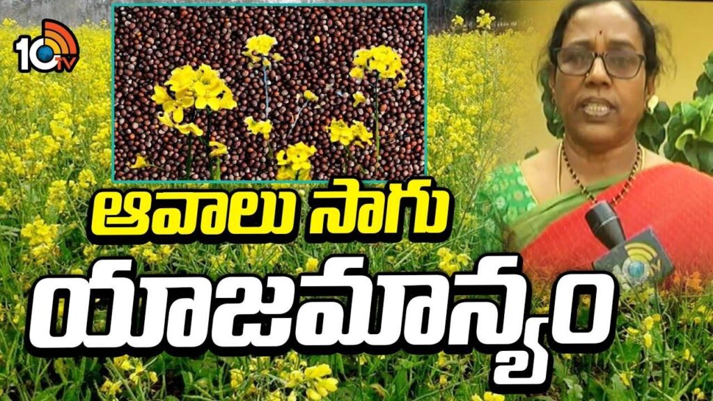 Mustard Farming