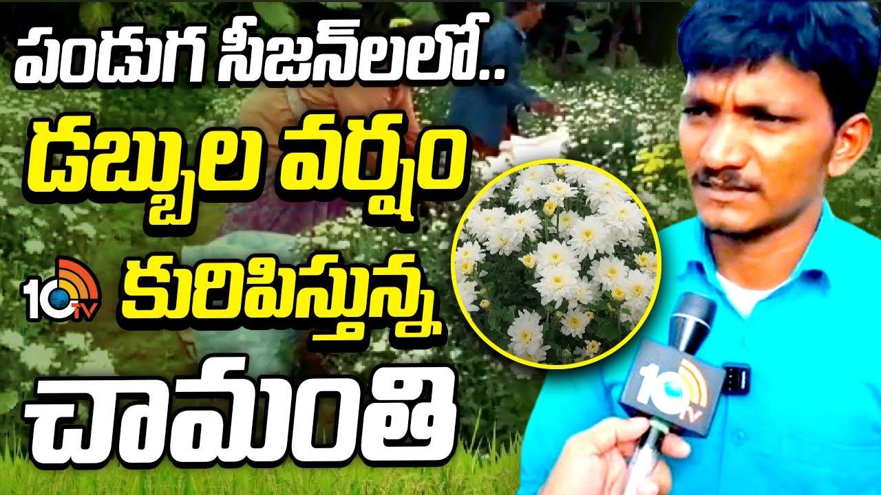 Chamanti Farming : పండుగ సీజన్లలో డబ్బుల వర్షం కురిపిస్తున్న చామంతి Chamanti Farming : పండుగ సీజన్లలో డబ్బుల వర్షం కురిపిస్తున్న చామంతి