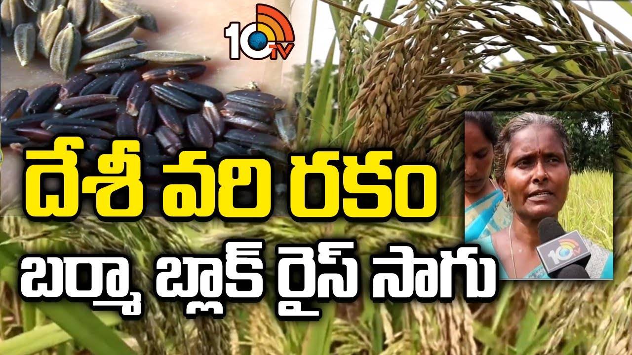 Organic Burma Rice Crop : ప్రకృతి విధానంలో బర్మాబ్లాక్ రైస్ సాగు – అధిక లాభాలు ఆర్జిస్తున్న రైతు Organic Burma Rice Crop : ప్రకృతి విధానంలో బర్మాబ్లాక్ రైస్ సాగు – అధిక లాభాలు ఆర్జిస్తున్న రైతు