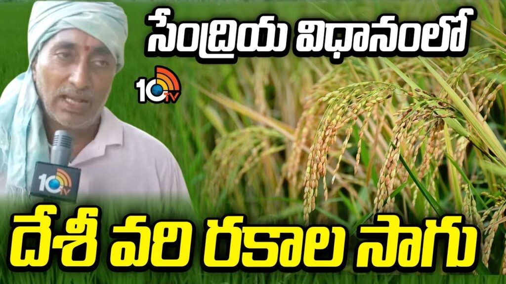 Organic Desi Paddy Varieties Farming