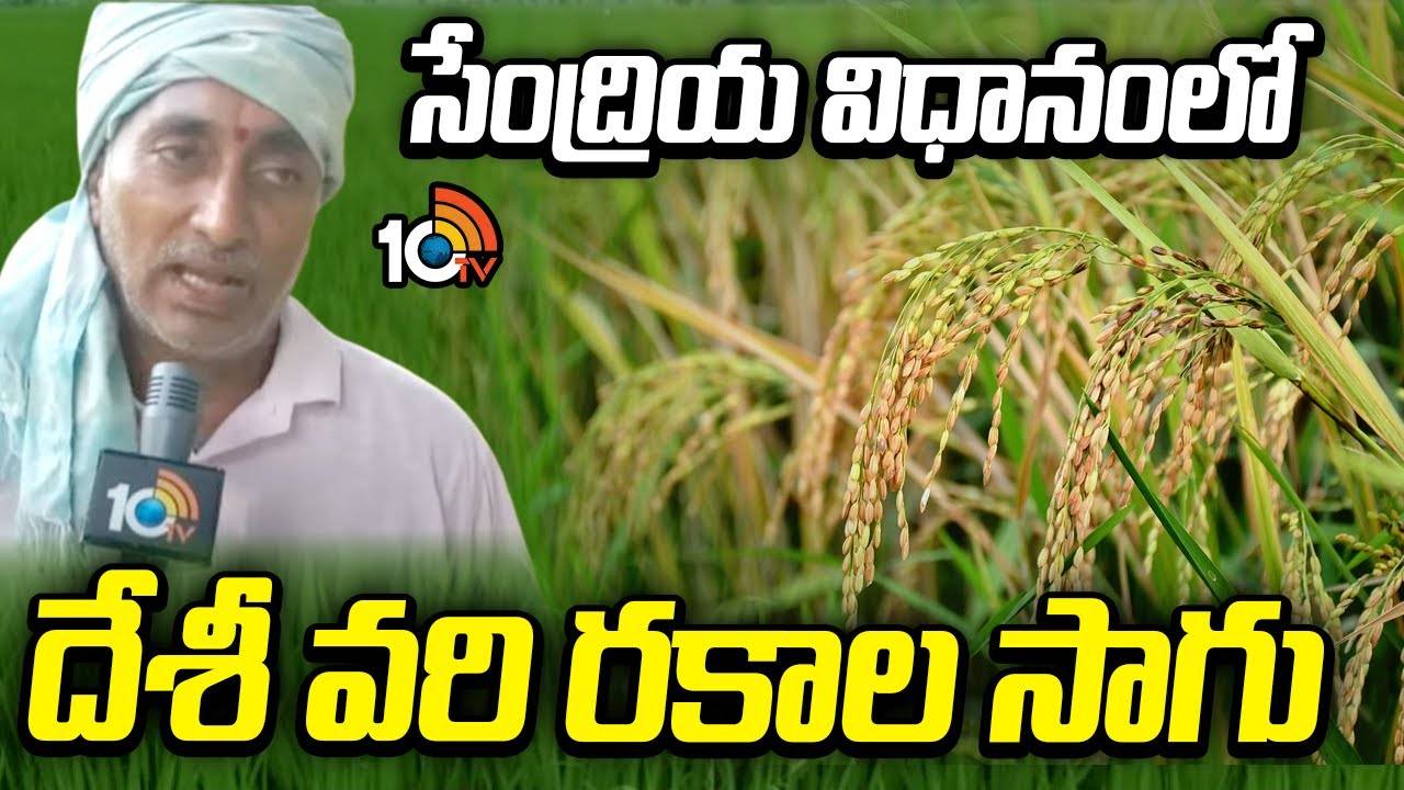 Paddy Varieties : ప్రకృతి విధానంలో దేశీ వరిరకాల సాగు – సొంతంగా వరి పండించుకుంటున్న రైతు Paddy Varieties : ప్రకృతి విధానంలో దేశీ వరిరకాల సాగు – సొంతంగా వరి పండించుకుంటున్న రైతు