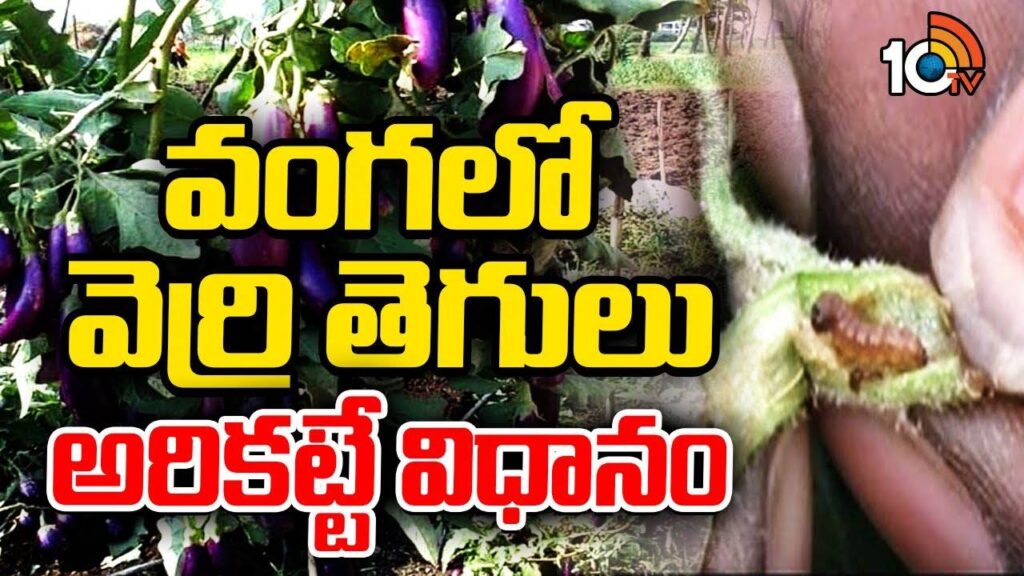 Pest Control in Brinjal Crop Cultivation