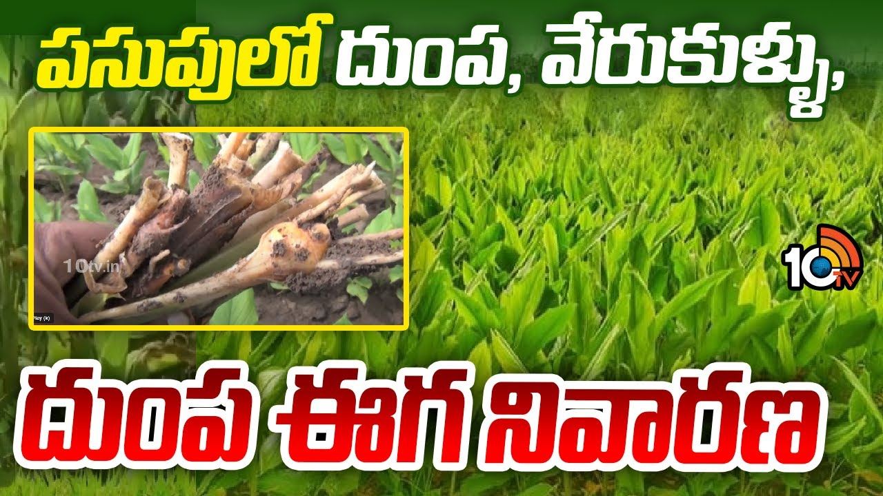 Turmeric Crop : పసుపులో పెరిగిన చీడపీడల ఉధృతి – సమగ్ర సస్యరక్షణ చర్యలు పాటిస్తేనే అధిక దిగుబడులు Turmeric Crop : పసుపులో పెరిగిన చీడపీడల ఉధృతి – సమగ్ర సస్యరక్షణ చర్యలు పాటిస్తేనే అధిక దిగుబడులు