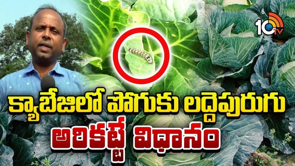 Pest Control in cabbage Crop in Telugu