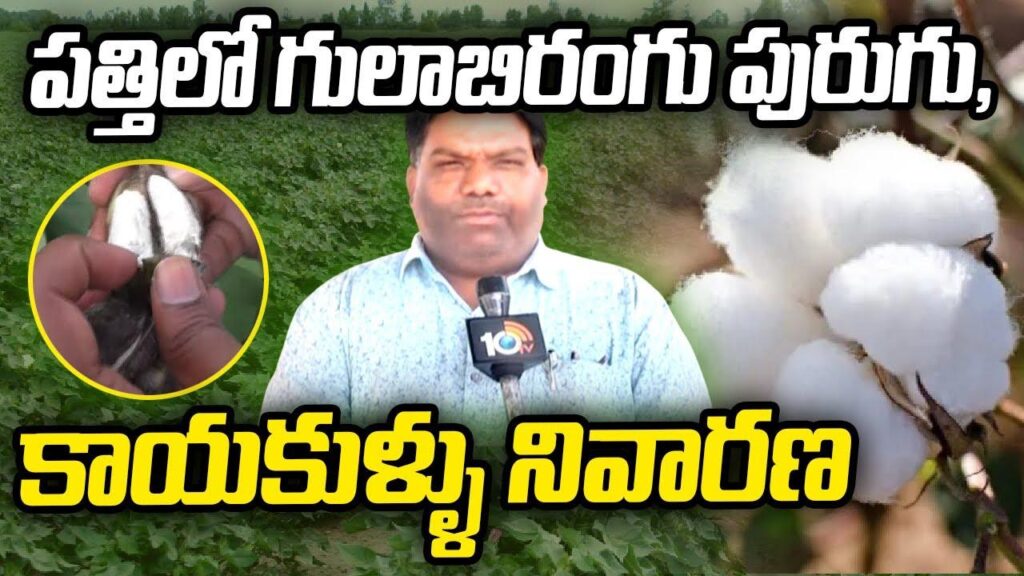 Pink Bollworm Control in Cotton Farming