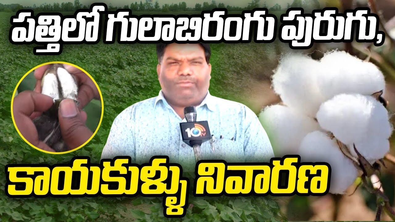 Cotton Farming : పత్తిలో గులాబిరంగు పురుగు, కాయకుళ్ళు నివారణ Cotton Farming : పత్తిలో గులాబిరంగు పురుగు, కాయకుళ్ళు నివారణ