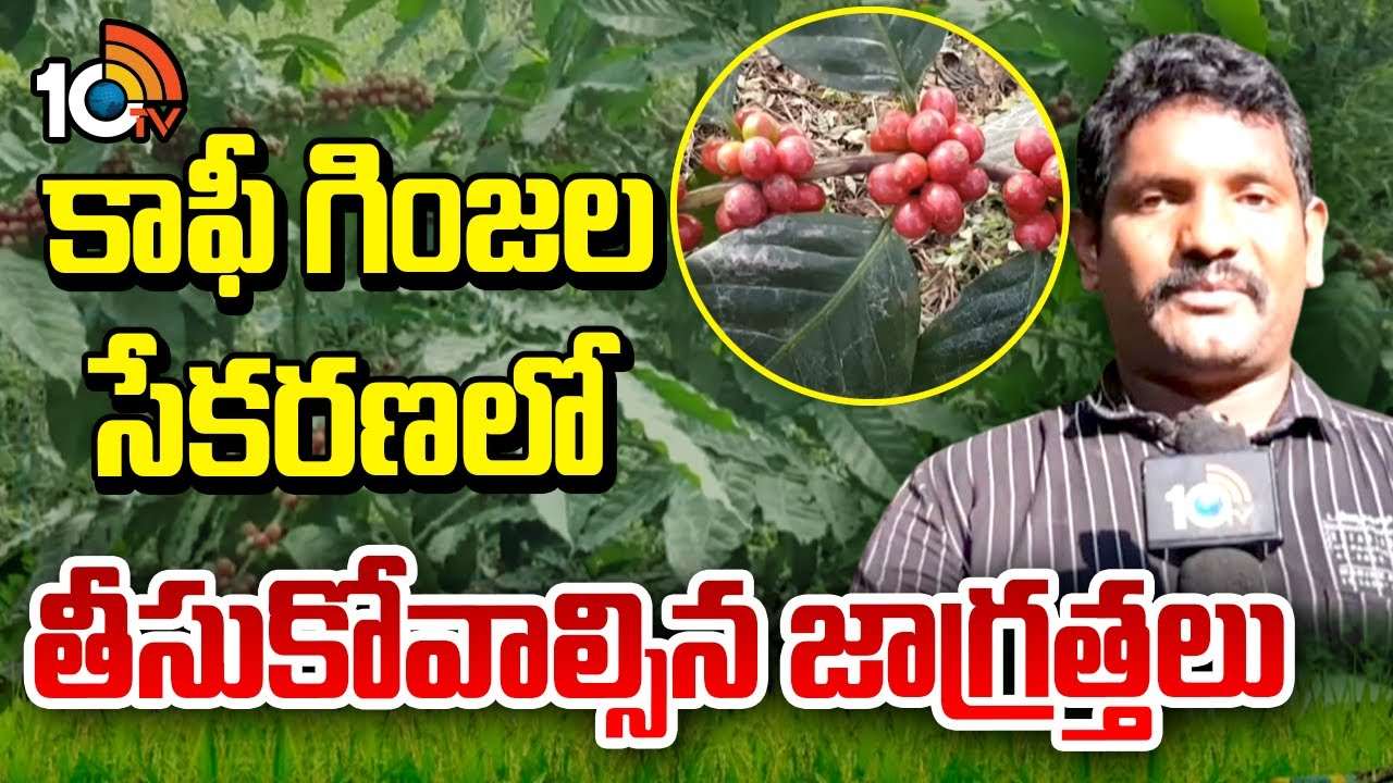 Coffee Beans : విశాఖ ఏజన్సీలో విరగ్గాసిన కాఫీ తోటలు – గింజల సేకరణలో పాటించాల్సిన జాగ్రత్తలు Coffee Beans : విశాఖ ఏజన్సీలో విరగ్గాసిన కాఫీ తోటలు – గింజల సేకరణలో పాటించాల్సిన జాగ్రత్తలు
