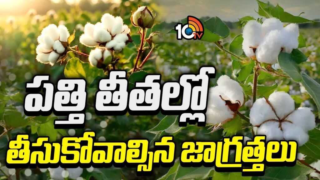 Precautions in Picked Up Cotton Storage