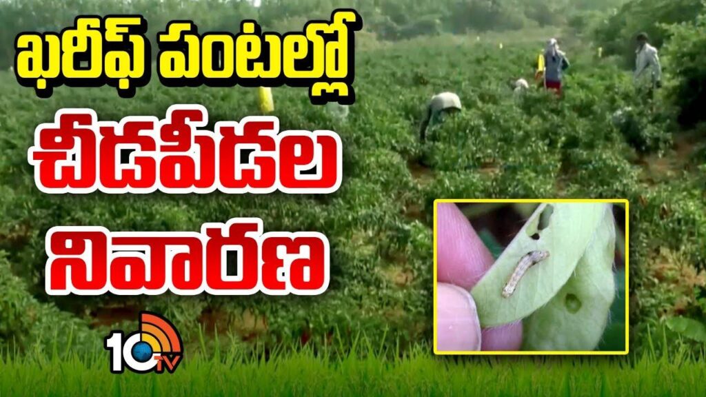 Prevention Of Pests In Kharif Crops
