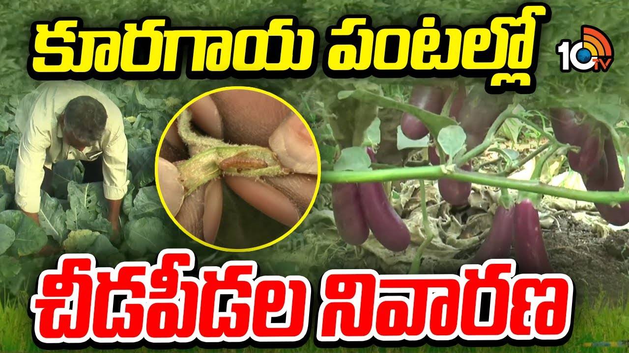 Vegetable Gardens : కూరగాయల తోటలకు చీడపీడల ఉధృతి – నివారణకు సమగ్ర సస్యరక్షణ చర్యలు Vegetable Gardens : కూరగాయల తోటలకు చీడపీడల ఉధృతి – నివారణకు సమగ్ర సస్యరక్షణ చర్యలు