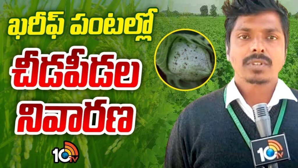 Prevention of Pests in Kharif Crops