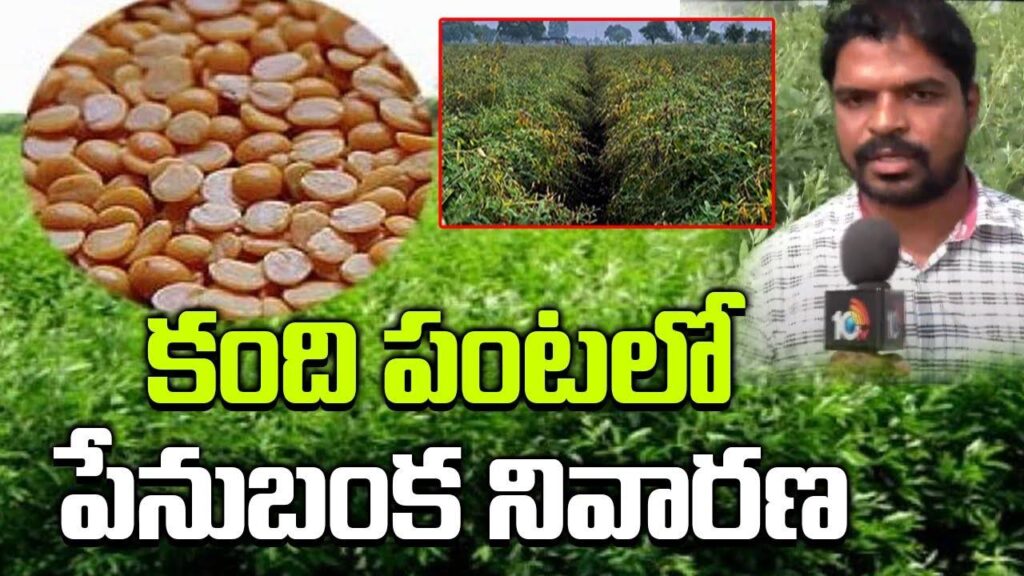Prevention of aphids in Kandi crop