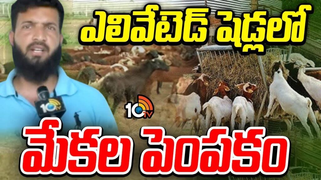 Rearing goats in elevated sheds