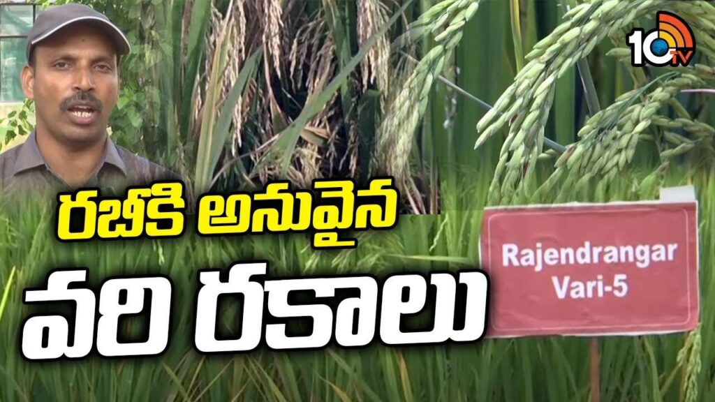 Rice Cultivation In Rabi Season