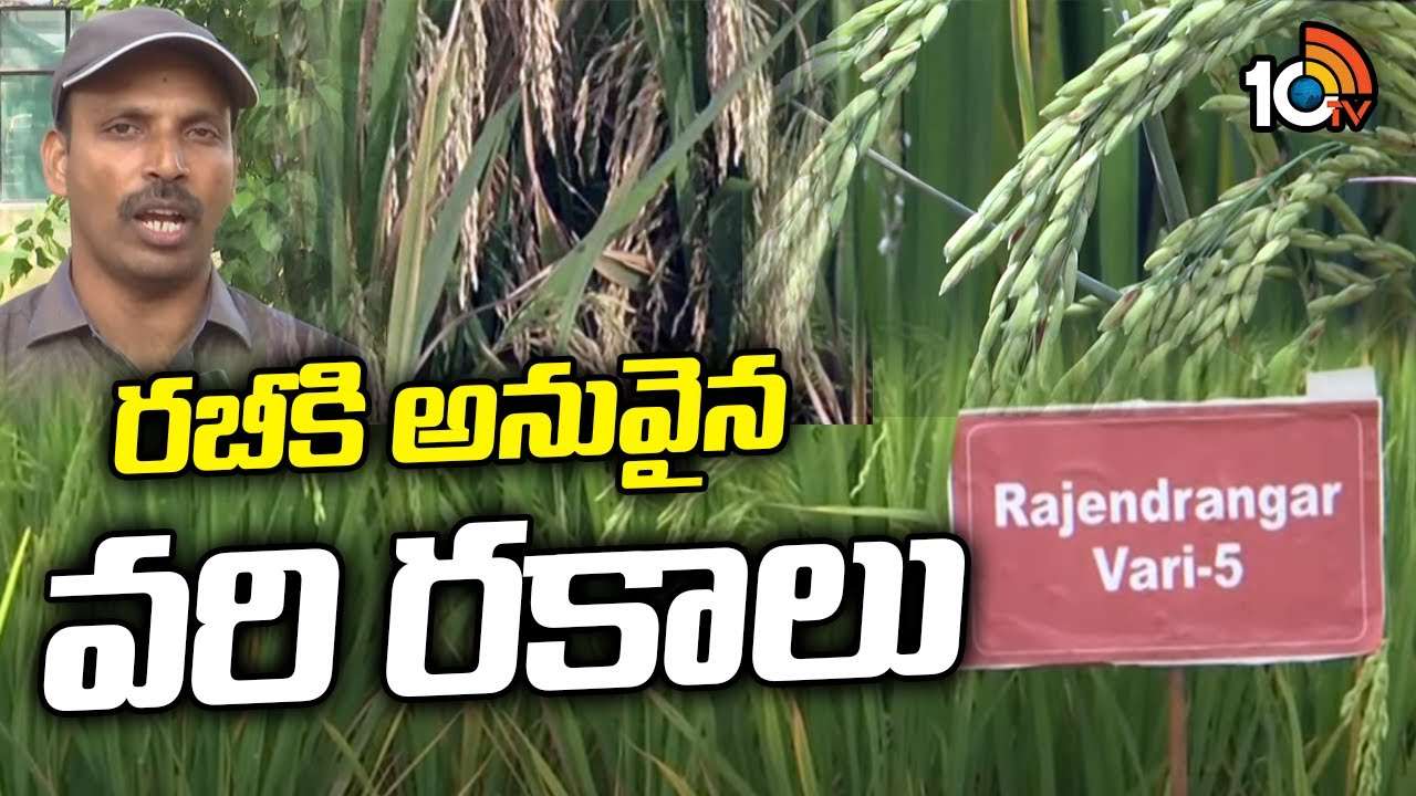 Rice Cultivation : రబీకి అనువైన నూతన వరి రకాలు.. ఎకరాకు 30 నుంచి 34 క్వింటళ్ల దిగుబడి Rice Cultivation : రబీకి అనువైన నూతన వరి రకాలు.. ఎకరాకు 30 నుంచి 34 క్వింటళ్ల దిగుబడి