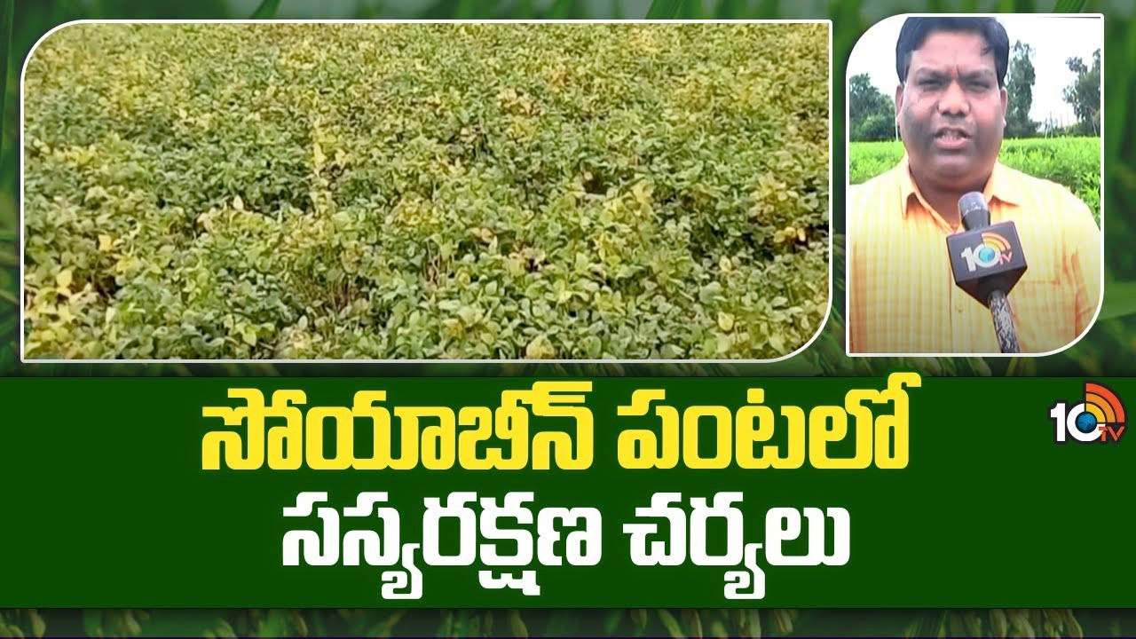 Soybean Cultivation : సోయాబీన్లో పెరిగిన చీడపీడలు – నివారణకు సమగ్ర సస్యరక్షణ చర్యలు Soybean Cultivation : సోయాబీన్లో పెరిగిన చీడపీడలు – నివారణకు సమగ్ర సస్యరక్షణ చర్యలు