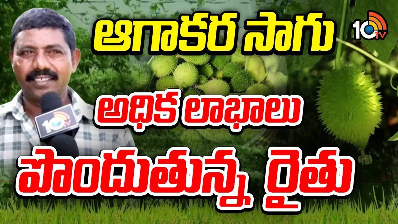 Agakara Farmer : ఆగాకర సాగు అధిక లాభాలు పొందుతున్న రైతు Agakara Farmer : ఆగాకర సాగు అధిక లాభాలు పొందుతున్న రైతు