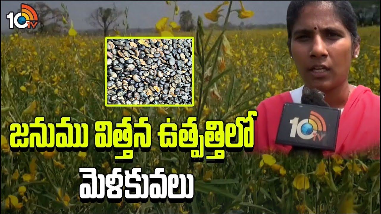 Janumu Seed Production : జనుము విత్తన ఉత్పత్తిలో మెళకువలు Janumu Seed Production : జనుము విత్తన ఉత్పత్తిలో మెళకువలు