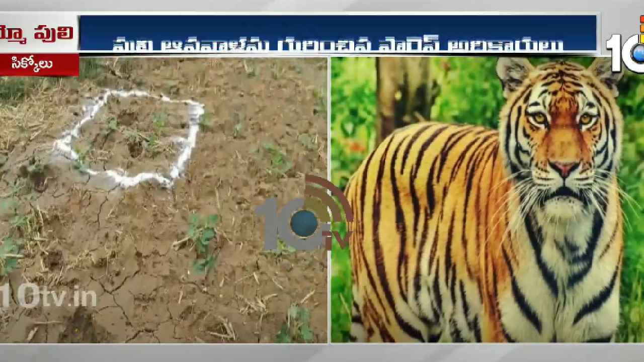 Tiger Tension : కొమురంభీం జిల్లాలో పెద్దపులి కోసం కొనసాగుతున్న వేట.. Tiger Tension : కొమురంభీం జిల్లాలో పెద్దపులి కోసం కొనసాగుతున్న వేట..