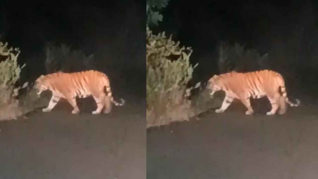 Tiger Tension